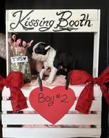 Dandelion (Boy # 2), a male Boston Terrier for sale in Indiana Township, PA – Photo 3 of 9