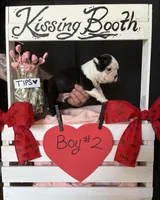 Dandelion (Boy # 2), a male Boston Terrier for sale in Indiana Township, PA – Photo 6 of 9