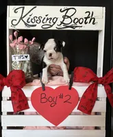 Dandelion (Boy # 2), a male Boston Terrier for sale in Indiana Township, PA – Photo 1 of 9