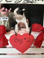 Dandelion (Boy # 2), a male Boston Terrier for sale in Indiana Township, PA – Photo 5 of 9