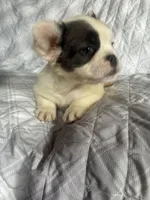 Puppy #1 (fluffy), a female French Bulldog for sale in Indiana, PA – 7 of 7