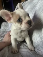 Puppy # 7 (standard fur), a female French Bulldog for sale in Indiana, PA – 4 of 7