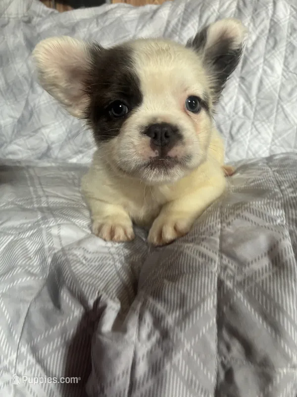Puppy #1 (fluffy) – French Bulldog puppy for sale in Indiana, PA