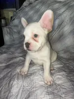 Puppy # 7 (standard fur), a female French Bulldog for sale in Indiana, PA – 6 of 7