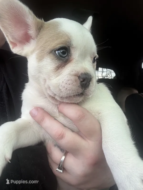 Puppy # 7 (standard fur) – French Bulldog puppy for sale in Indiana, PA