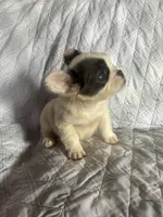 Puppy #1 (fluffy), a female French Bulldog for sale in Indiana, PA – 5 of 7