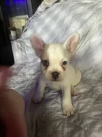 Puppy # 7 (standard fur), a female French Bulldog for sale in Indiana, PA – 7 of 7