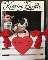 Dahlia (girl #1), a female Boston Terrier for sale in Indiana Township, PA – Photo 6 of 9
