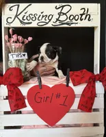 Dahlia (girl #1), a female Boston Terrier for sale in Indiana Township, PA – Photo 4 of 9