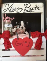 Dahlia (girl #1), a female Boston Terrier for sale in Indiana Township, PA – Photo 9 of 9