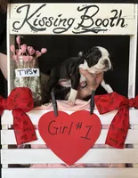 Dahlia (girl #1), a female Boston Terrier for sale in Indiana Township, PA – Photo 2 of 9