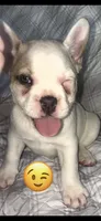 Puppy # 7 (standard fur), a female French Bulldog for sale in Indiana, PA – 2 of 7