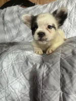 Puppy #1 (fluffy), a female French Bulldog for sale in Indiana, PA – 3 of 7