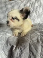 Puppy #1 (fluffy), a female French Bulldog for sale in Indiana, PA – 4 of 7