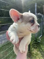 Puppy # 7 (standard fur), a female French Bulldog for sale in Indiana, PA – 3 of 7