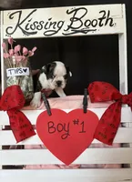 Daffodil (Boy #1), a male Boston Terrier for sale in Indiana Township, PA – Photo 1 of 7