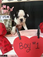 Daffodil (Boy #1), a male Boston Terrier for sale in Indiana Township, PA – Photo 4 of 7