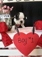 Daffodil (Boy #1), a male Boston Terrier for sale in Indiana Township, PA – Photo 2 of 7