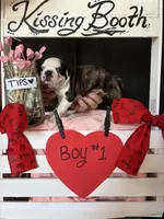 Daffodil (Boy #1), a male Boston Terrier for sale in Indiana Township, PA – Photo 5 of 7