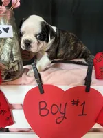 Daffodil (Boy #1), a male Boston Terrier for sale in Indiana Township, PA – Photo 7 of 7