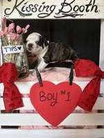 Daffodil (Boy #1), a male Boston Terrier for sale in Indiana Township, PA – Photo 6 of 7