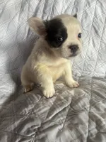 Puppy #1 (fluffy), a female French Bulldog for sale in Indiana, PA – 6 of 7