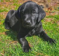 Black lab, a male Labrador Retriever for sale in Granger, IA – Photo 2 of 3