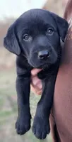 Black lab, a male Labrador Retriever for sale in Granger, IA – Photo 3 of 3