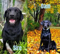 Black lab, a male Labrador Retriever for sale in Granger, IA – Photo 1 of 3