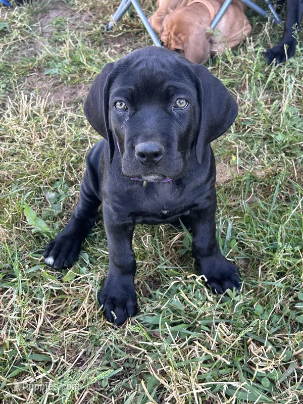 purple collar  – Cane Corso puppy for sale in Parrottsville, TN