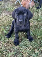 purple collar , a female Cane Corso for sale in Parrottsville, TN – 1 of 5