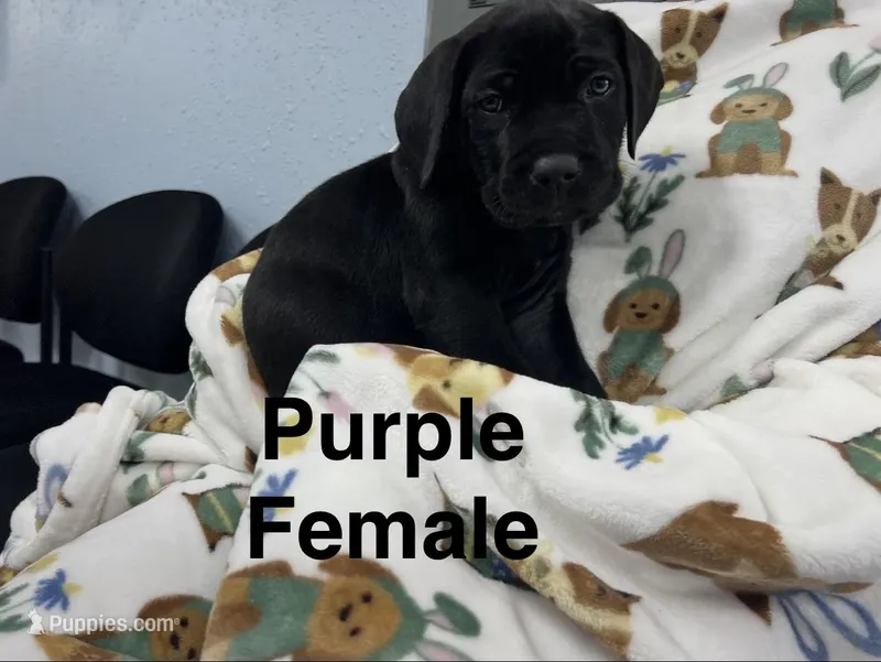 purple collar  – Cane Corso puppy for sale in Parrottsville, TN