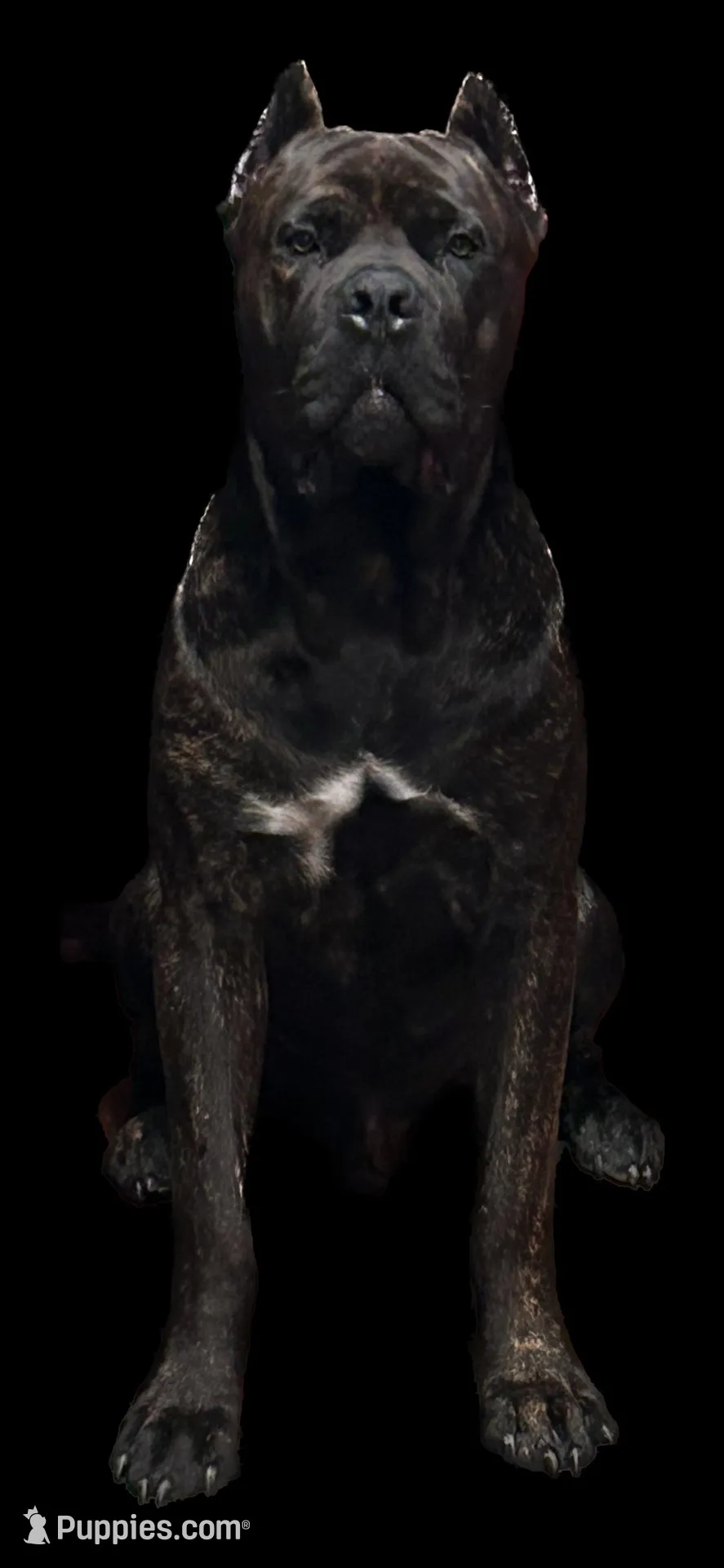 Yellow Collar, a female Cane Corso for sale in Parrottsville, TN – 5 of 6