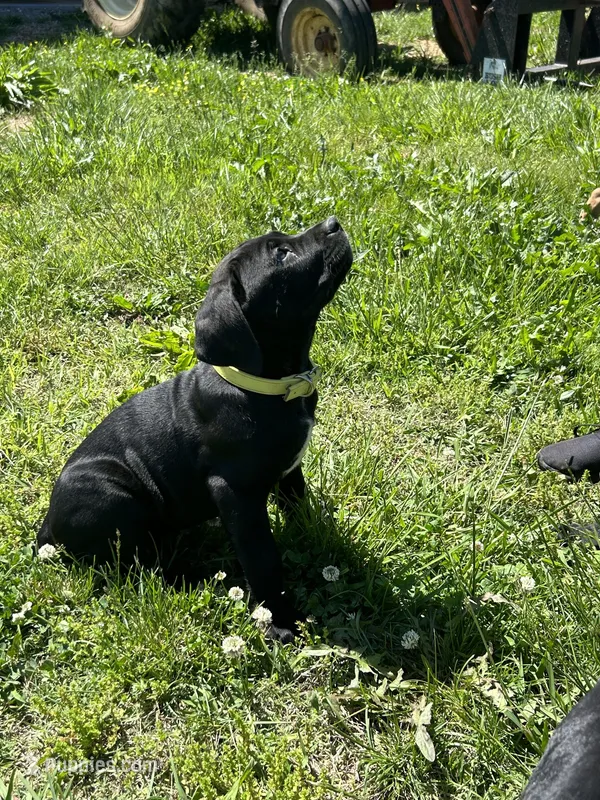 Yellow Collar – Cane Corso puppy for sale in Parrottsville, TN