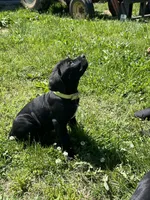 Yellow Collar, a female Cane Corso for sale in Parrottsville, TN – 1 of 6