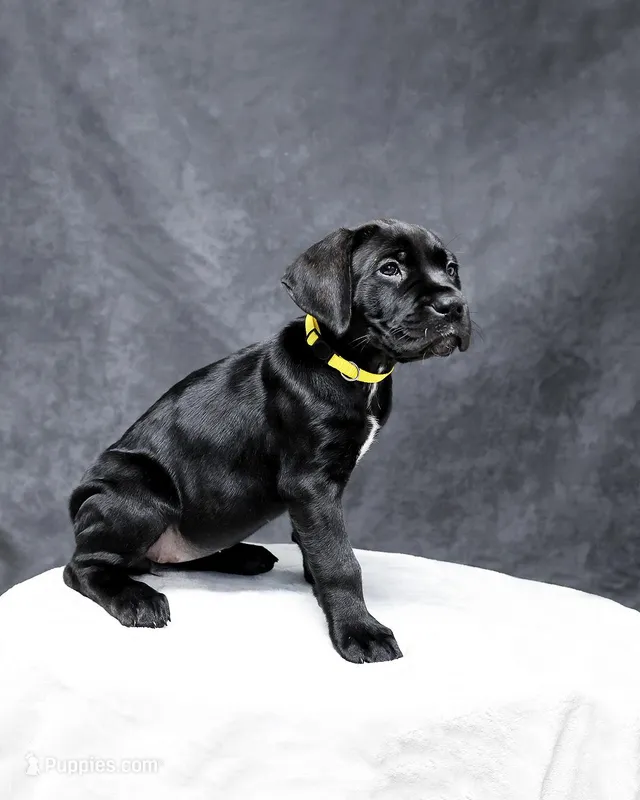 Yellow Collar – Cane Corso puppy for sale in Parrottsville, TN