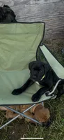 Yellow Collar, a female Cane Corso for sale in Parrottsville, TN – 2 of 6