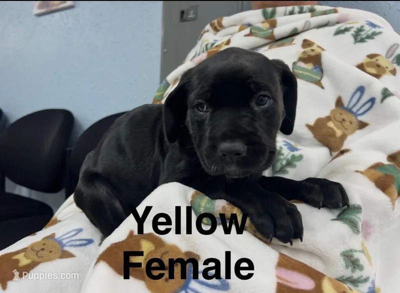 Yellow Collar – Cane Corso puppy for sale in Parrottsville, TN