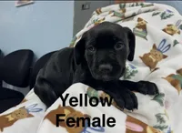 Yellow Collar, a female Cane Corso for sale in Parrottsville, TN – 4 of 6