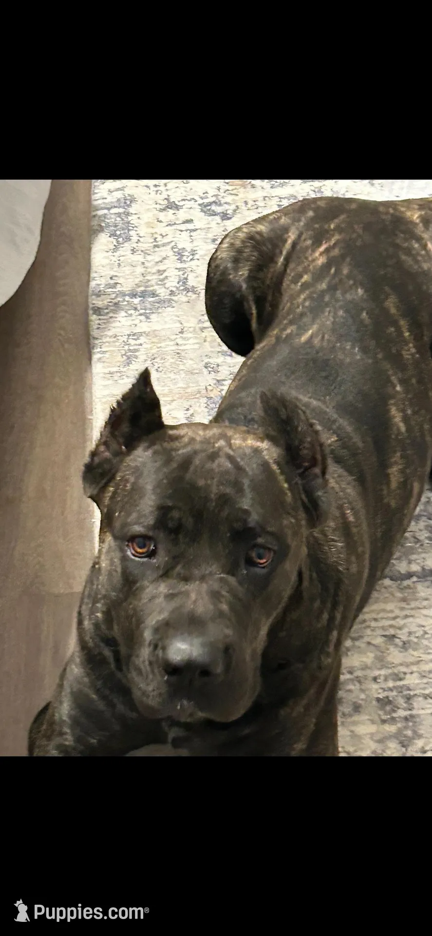 purple collar , a female Cane Corso for sale in Parrottsville, TN – 4 of 5