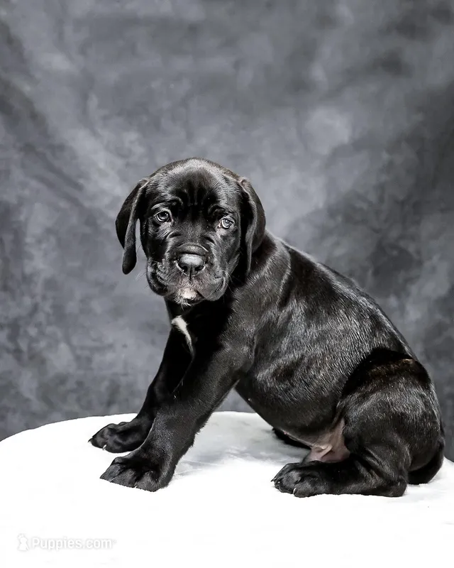 Orange Collar – Cane Corso puppy for sale in Parrottsville, TN