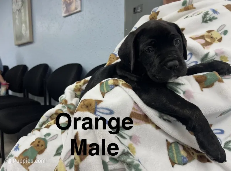 Orange Collar – Cane Corso puppy for sale in Parrottsville, TN