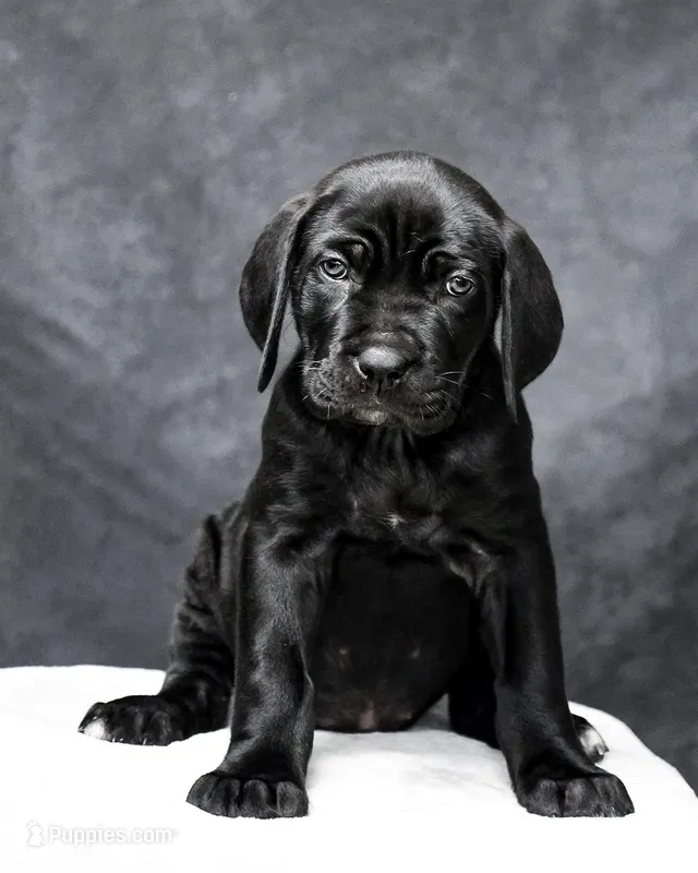 purple collar  – Cane Corso puppy for sale in Parrottsville, TN