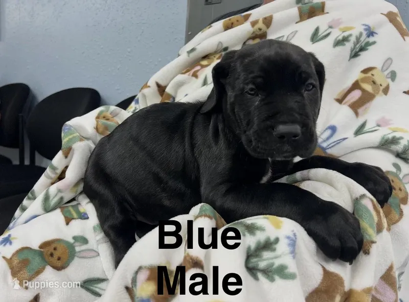 Blue Collar – Cane Corso puppy for sale in Parrottsville, TN