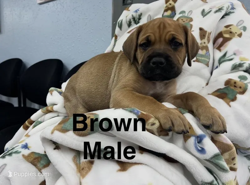 Brown Collar – Cane Corso puppy for sale in Parrottsville, TN