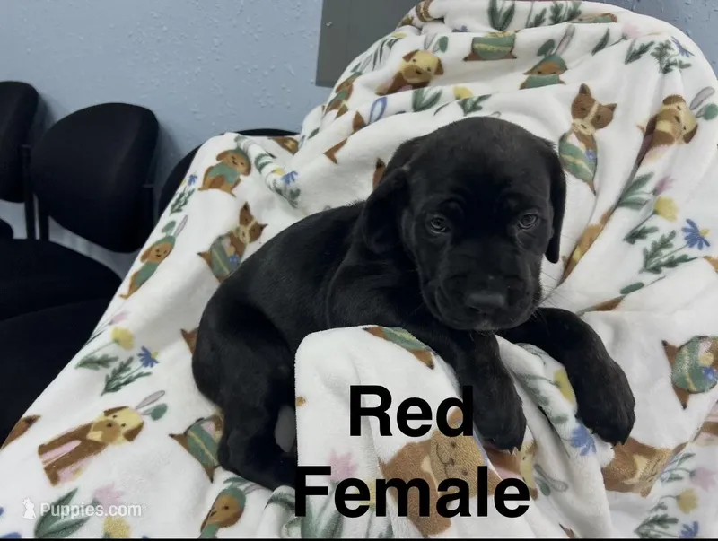 Red Collar – Cane Corso puppy for sale in Parrottsville, TN