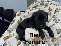 Red Collar, a female Cane Corso for sale in Parrottsville, TN – 5 of 6