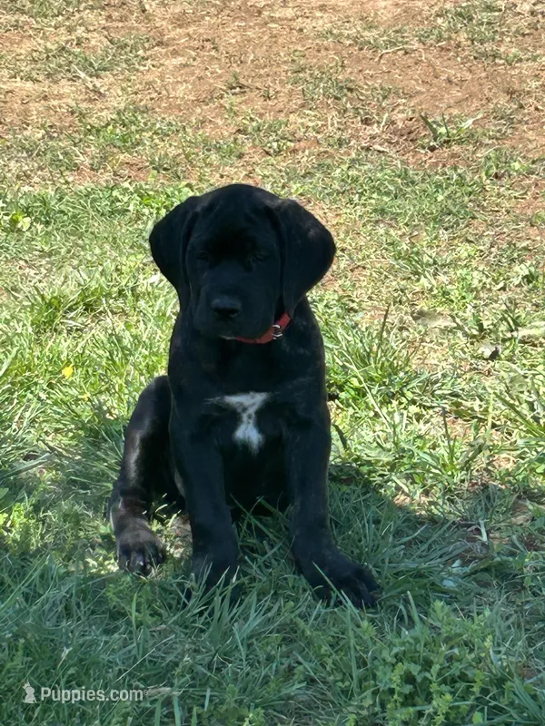 Red Collar – Cane Corso puppy for sale in Parrottsville, TN