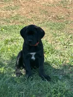 Red Collar, a female Cane Corso for sale in Parrottsville, TN – 1 of 6