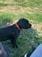 Red Collar, a female Cane Corso for sale in Parrottsville, TN – 2 of 6